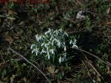 Snowdrops Starting to Bloom, Groveland, New York