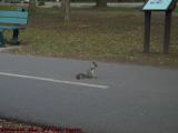 Squirrel Paused For Lunch, Esplanade, Boston, Mass.
