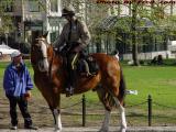 Mounted Patrol, Boston Common