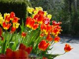 Tulips Lit By Sunlight From Within, Dell Court, Lynn