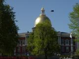 Bird Bombing at the State House, Boston Common