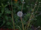 Mature Dandelion Seed Head, A 