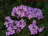 Purple Phlox in Late Day Light, Groveland, New York