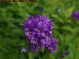Purple Clustered Bellflower, Dorchester, Massachusetts