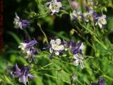 Purple Columbine Flowers, Bob's Garden, Dorchester