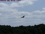 Buzzard Riding A Thermal, Letchworth Park, Mt. Morris, NY