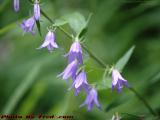 Harebell (Campanula rotundifolia) blossoms, Groveland, NY