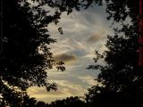 Wispy Clouds Near Sunset Framed by Tree Silhouttes, Boston