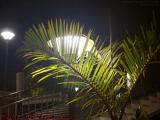 Plant, Lights and Stairs, Boylston Street, Boston