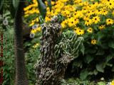 Cactus and Brown Eyed Susans, Dorchester, Massachusetts