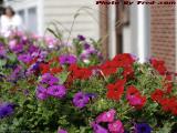 Colorful Flower Bed, Pickering Wharf, Salem, Mass.