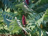 Sumac Flower Spear, Dell Court, Lynn, Massachusetts