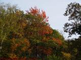 Mixed Foliage Colors, Clinton, Massachusetts