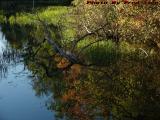 Fallen Branch With Reflections, Elginwood Pond, Peabody
