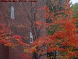 Bright Foliage Colors Losing Rain's Battle, Medford, Mass.