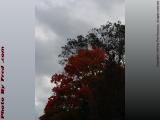 Fall Colors Under Cloudy Skies, Tufts University, Medford