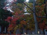 More Fall Foliage, Tufts University, Medford, Mass.