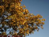 Backyard Foliage on Blue Sky, Dell Court, Lynn, Mass.