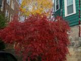 Japanese Maple in Autumn Afternoon Sun, Dorchester, Mass.