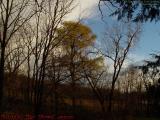 Clouds and Trees in Setting Sun's Light, Groveland, NY