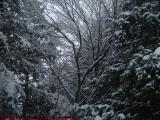 Winter Branches With Snow, Harvard, Massachusetts