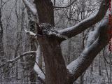 Willow Tree Study, Winter Perspective, Groveland, New York