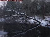 Fallen Tree Reflection in Snow, Elginwood Pond, Peabody