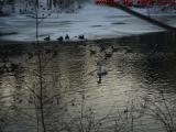 Geese, Ducks and a Swan - Waterfowl on Elginwood Pond