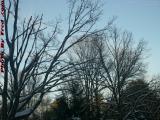 Winter Trees in Sunset Light, Lowell Street, Peabody