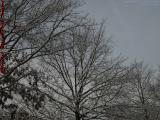 Snowy Trees on Winter Sky, Watertown, Massachusetts