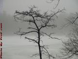 Bare Tree in Winter Fog, Devil's Dishfull Pond, Peabody