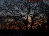 Late Winter Sunset With Trees, Watertown, Massachusetts