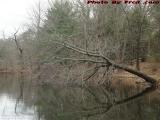 Failing Tree, Elginwood Pond, Peabody, Massachusetts