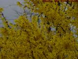 Forsythia Blooms on Cloudy Skies, Lynn, Massachusetts