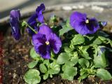Purple Pansies, Slightly Weathered, Brookings St., Medford