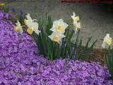 Daffodils and Purple Phlox, Happy Mother's Day!