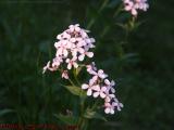 Pale Phlox in Late Afternoon Sun, Groveland, New York