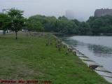 Geese Flocking on the Esplande Under Cloudy Skies, Boston