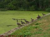 Geese Pondering Why Crystal Lake Isn't, Peabody, Mass.