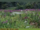 Roadside Wild Flowers, Route 21, Alfred, New York