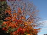 Fall Trees in Bright Afternoon Sun, Concord, Mass.