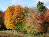 A Stand of Fall Foliage, North Derry, New Hampshire