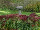 Bird Feeder With Autumn Flowers, Lynn Woods Rose Garden