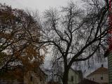 Foliage Remnants and Bare Trees on Cloudy Skies, Medford