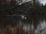 December Swans on Elginwood Pond, Peabody, Massachusetts