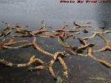 Invasive Roots in December Rain, Crystal Pond, Peabody