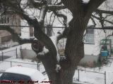 Winter's Arrival, Brookings Street, Medford, Massachusetts