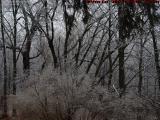 Iced Landscape of Bushes and Trees, Groveland, New York