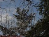 Icy Trees on Partly Cloudy Sky, Groveland, New York