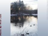 Winter Ducks on Elginwood Pond, Peabody, Massachusetts
